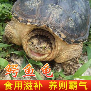 可食用大鳄龟外塘人工养殖大型北美杂佛大鳄鱼肉活体水龟活体发货