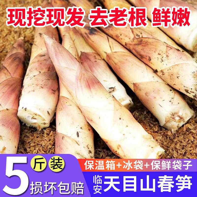 春笋新鲜雷竹笋现挖现发临安天目山冬笋子竹笋油焖笋野生笋尖蔬菜