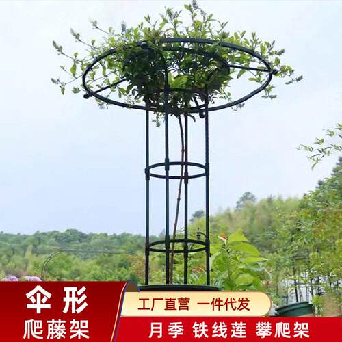 伞形花架月季爬藤架铁线莲铁艺支架阳台架子庭院户外玫瑰攀爬架