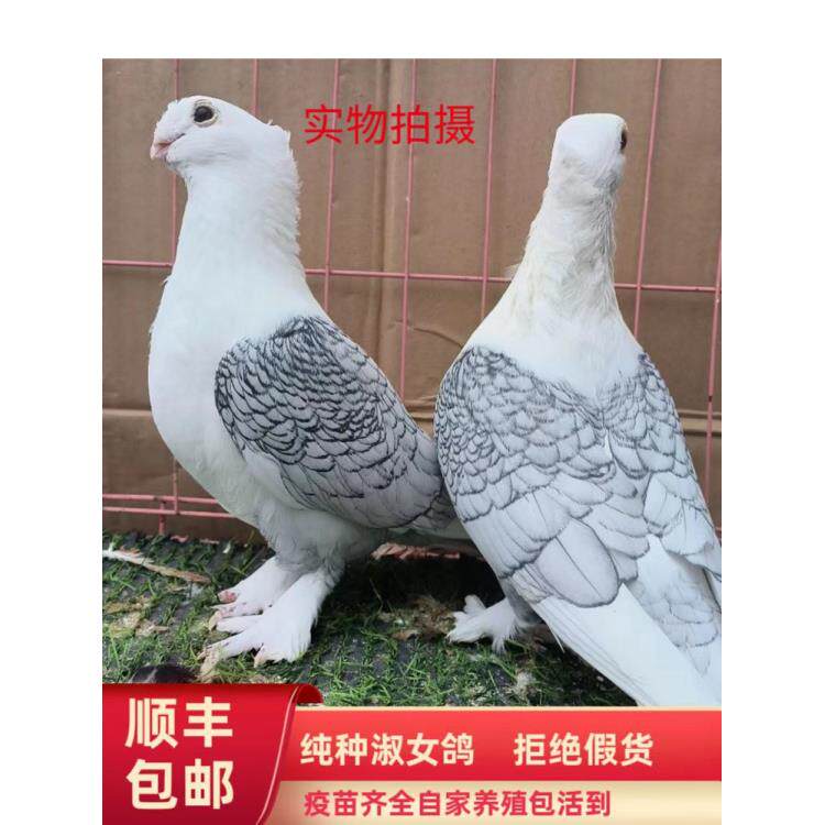 精品细花淑女鸽子活一对观赏鸽青年鸽幼鸽活体种鸽下蛋鸽活物幼鸽