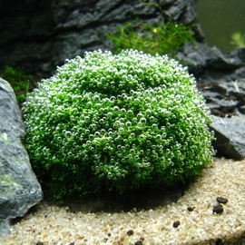 鱼缸水族箱造景水草迷你鹿角苔鹿角苔莫斯造景网片莫丝沉木水草