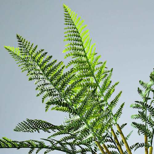 波仿斯蕨真斯草猴头蕨绿植大波型把束软装造景QYBS2410装饰植物盆