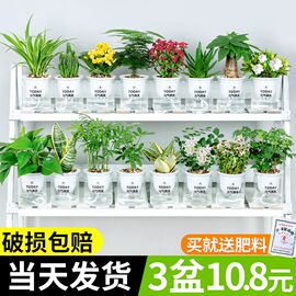 绿萝发财树吊兰花卉盆栽植物，室内文竹多肉，甲醛水培小绿植好养吸除