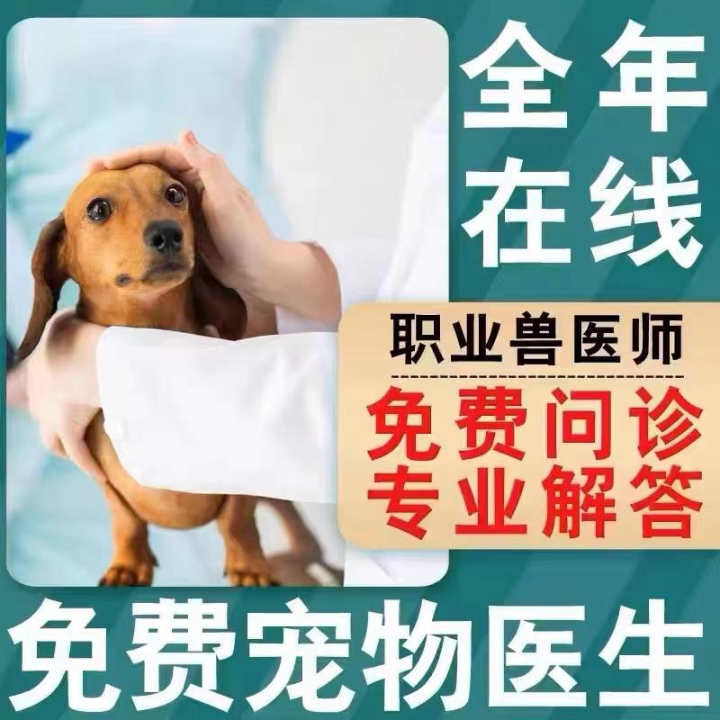 纯种宠物狗活物萨摩耶幼犬活体萨摩耶白色可爱型小狗幼犬微笑天使