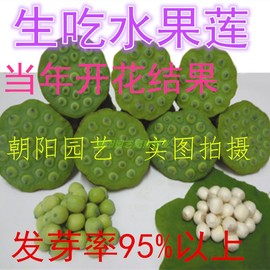 产莲蓬的莲藕磨盘莲种子湘，莲藕种子高产莲子喷子莲藕开口好发芽