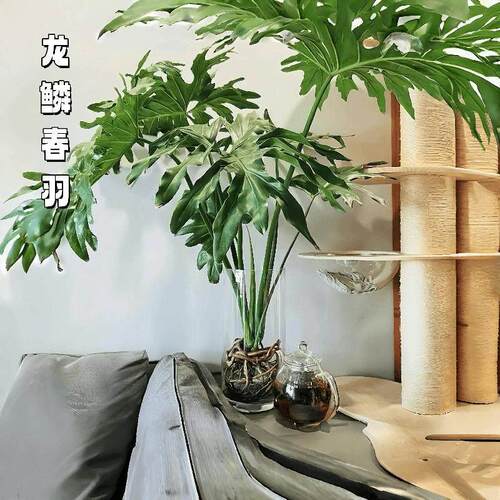 老桩春羽蔓绿绒绿植盆栽花卉植物易活水培植物室内好养富贵竹