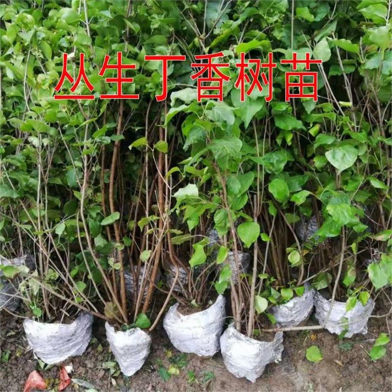 丁香树苗紫丁香室内外庭院阳台耐寒花卉绿色植物丁香花苗盆景盆栽