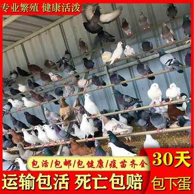 下蛋鸽 活一对纯种落地王特大型元宝鸽公母活体黑金刚种鸽子肉