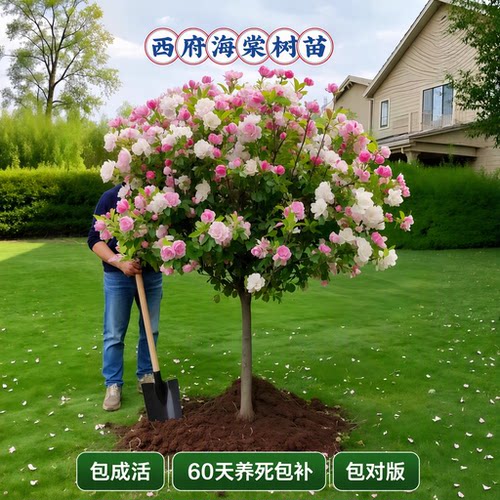 西府垂丝北美海棠树苗地栽盆栽