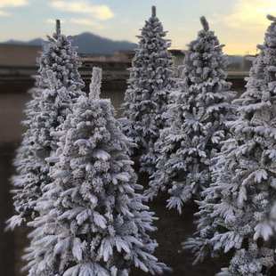 饰品 落雪圣诞树1.8米2米植绒圣诞树PE圣诞树植绒雪花圣诞树圣诞装