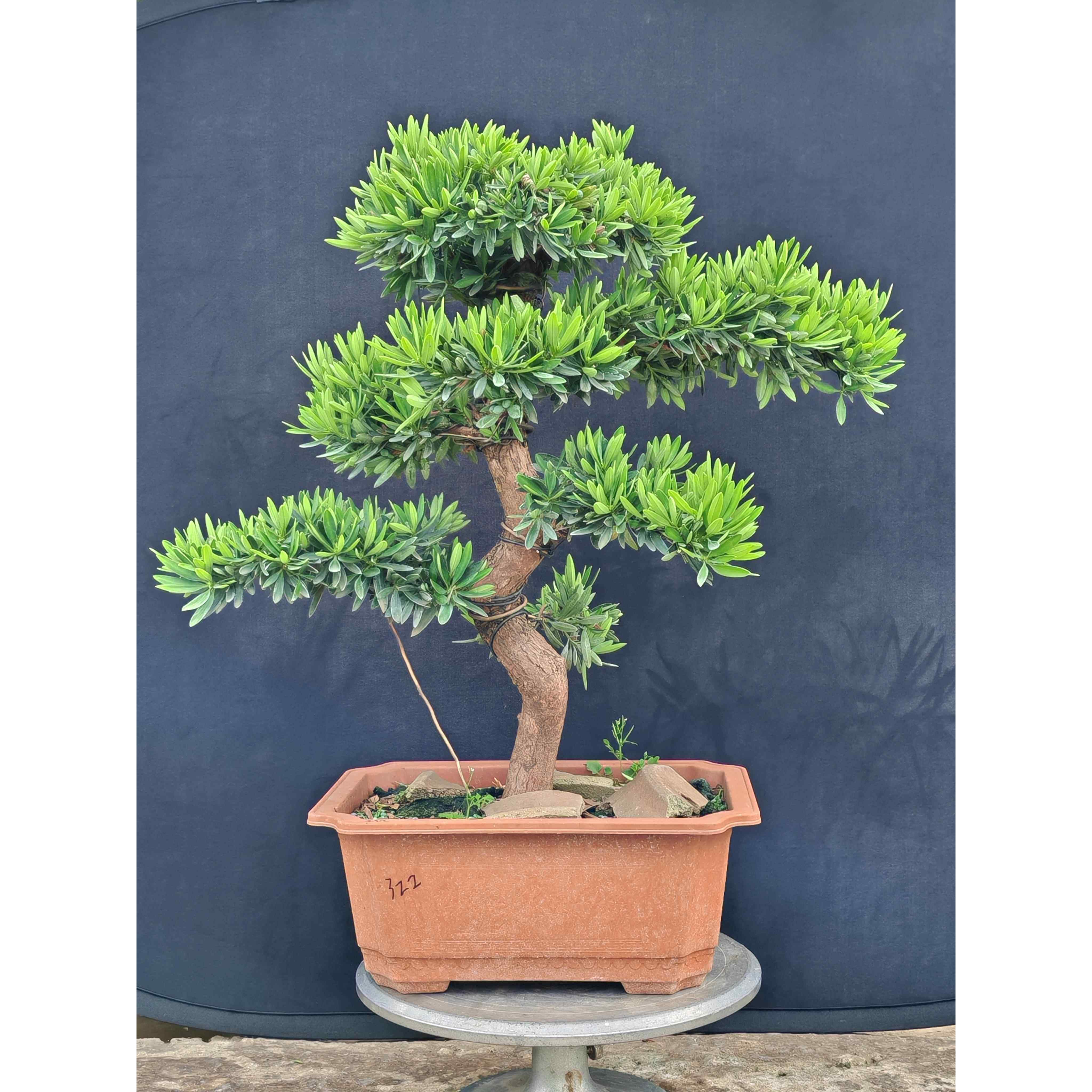 罗汉松盆景菊花心金钻黑珍珠造型老桩花卉高档盆栽庭院客厅办公区