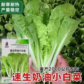 奶油小白菜种子耐热蔬菜快菜种子菜园四季阳台盆栽早熟小速生种籽