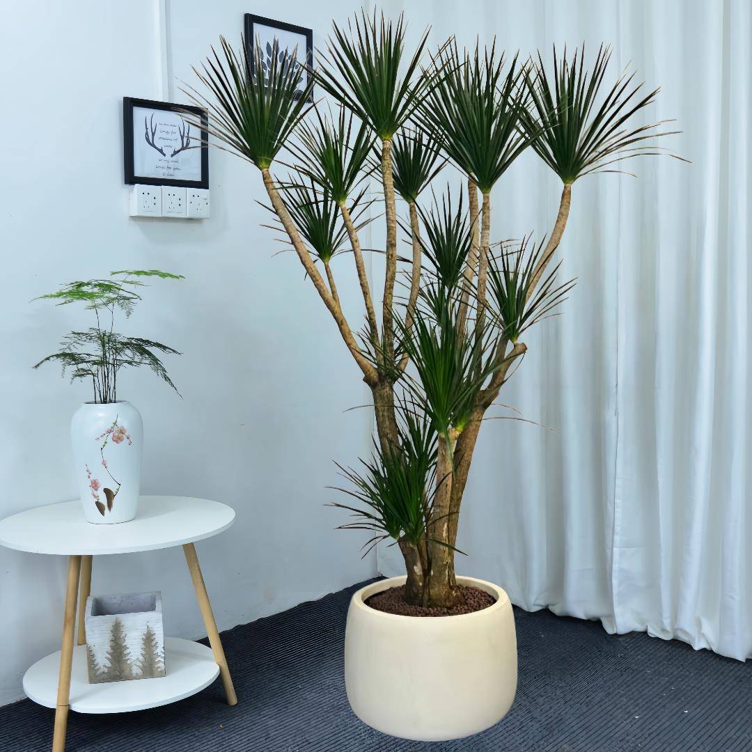 黑珍珠多头造型龙血树客厅大型绿植庭院阳台别墅花园室内植物盆栽
