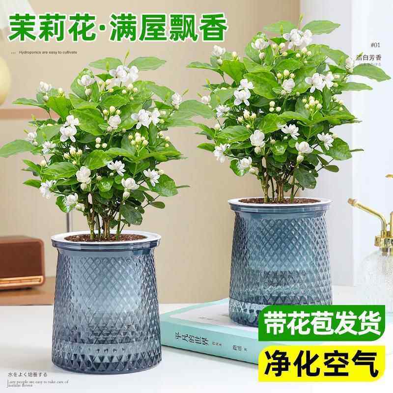 茉莉花植物盆栽鲜花室内好养活四季开花绿植水养栀子花九里香花卉