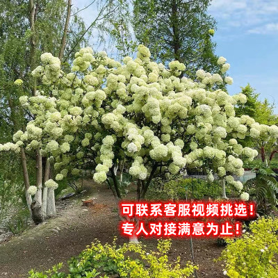 中华木绣球树苗欧洲木绣球盆栽花苗大花斗球阳台庭院圆锥绣球地载