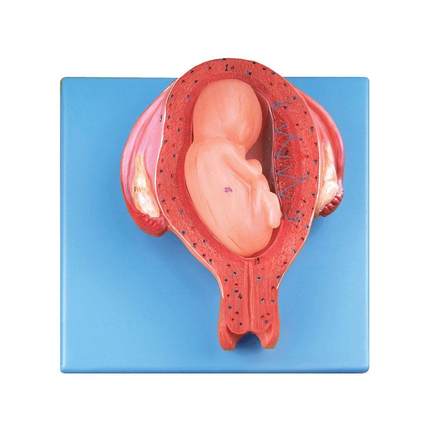 五个月胎儿模型A42005/5