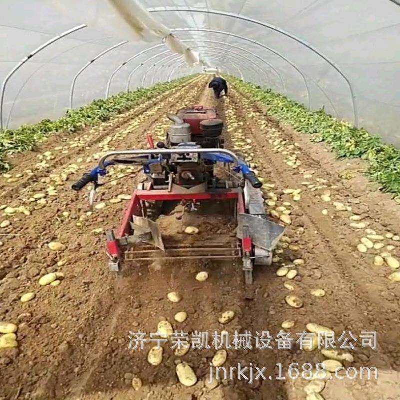 70宽全自动土豆收获机青海土豆收获机图片厂马铃薯机械化收获机