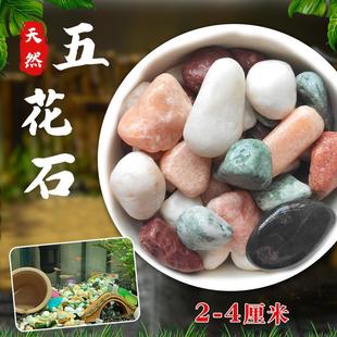 多肉铺面石植物花盆里面放的小彩色石头白石子地面养花专用