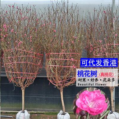 正宗桃花树鲜花盆栽年宵喜庆绿植花卉耐寒庭院花园阳台易活植物