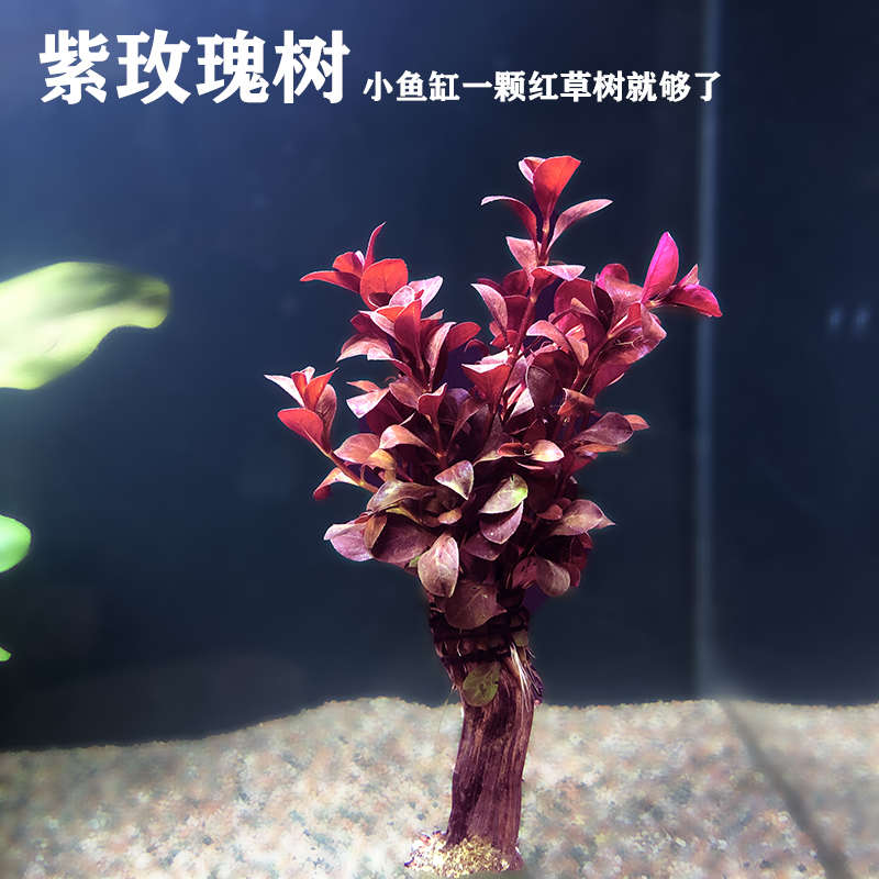 水草树红色水草沉木草植物鱼缸造景生命之树莫斯树生态缸造景水草