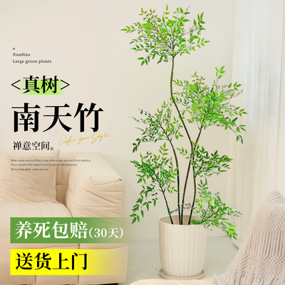 南天竹真树盆栽客厅大型绿植造型火焰老桩办公室内客厅好养落地景