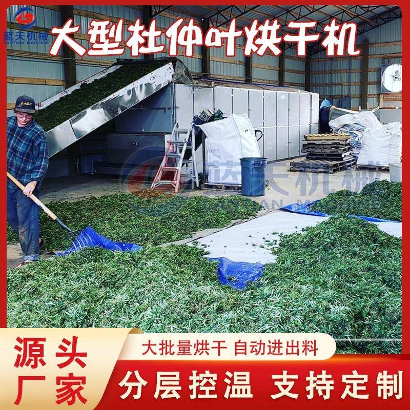大型杜仲新树叶烘干设备网带式思仲叶丝连皮干燥机杜仲叶烘干机