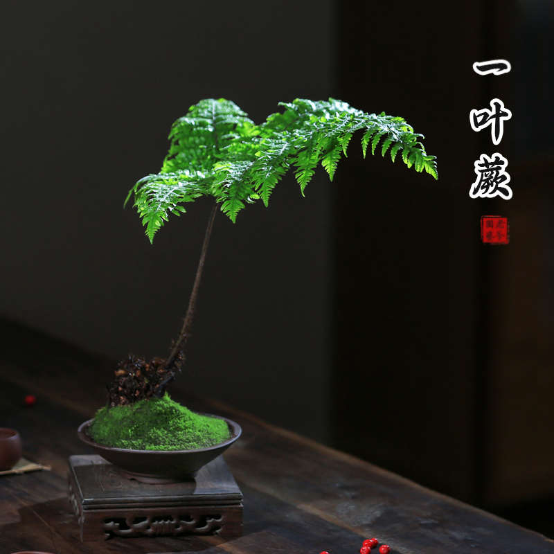 红磷蕨类植物一叶蕨小盆栽耐阴好养绿植茶台室内常绿观叶禅意盆景