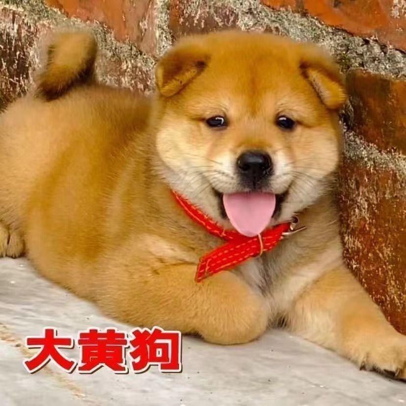 中华田园犬大黄幼崽土猎犬大黄狗看家护院幼宠活物幼崽广西土猎犬