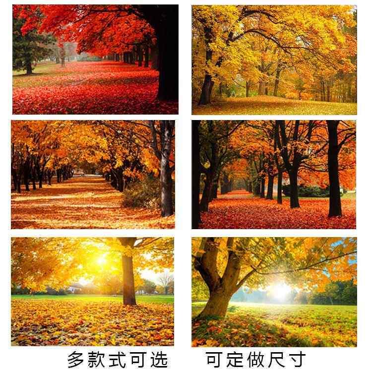 枫树林贴画唯美秋天景色海报黄色枫树枫叶自然风景挂画墙壁自粘画