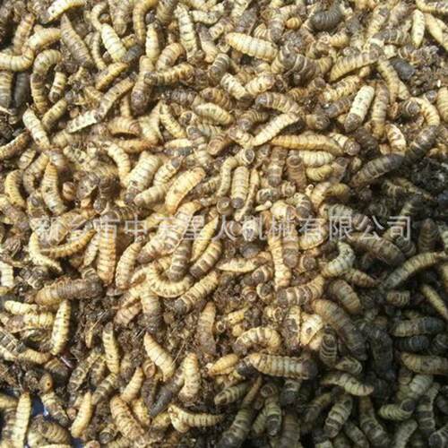 黑水虻养殖自动化设备厂全自动化黑水虻饲养设备新型环保项目设备