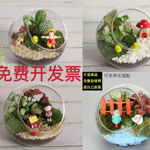 苔藓微景观生态diy材料创意公室迷你植物多肉活动盆栽套装