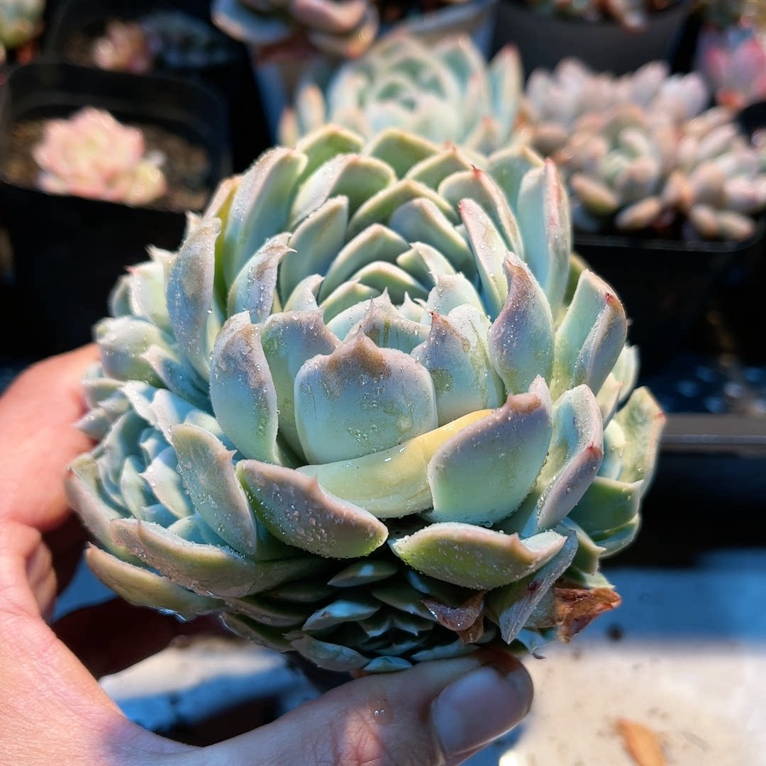 15多肉38包邮雅典娜22