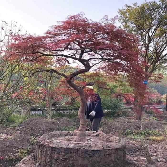 进口实生羽毛枫树苗庭院植物矮嫁红枫树苗原生垂枝枫别墅造型树图片