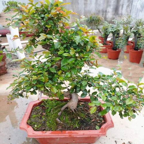 红芽雀梅盆景老桩造型花卉四季常青办公室客厅绿植室内植物