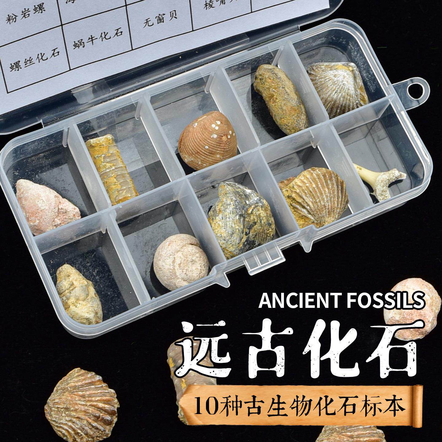 10种天然化石标本盒恐龙挖掘鼠鲨牙斑彩螺珊瑚柯巴树脂考古玩具淘