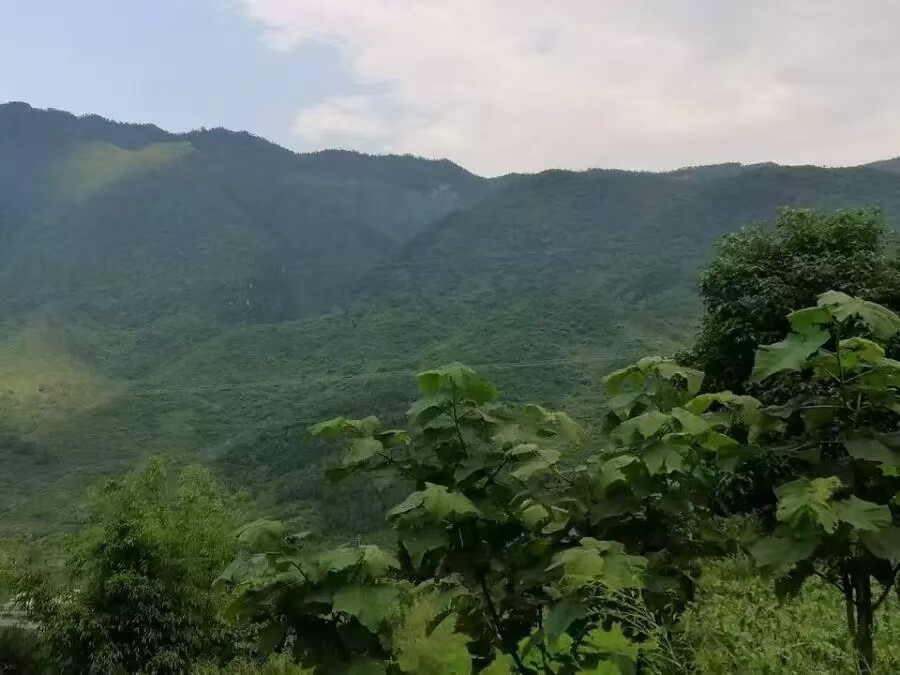 【特价资产处置】重庆市南川区水江镇宏图村200亩林权