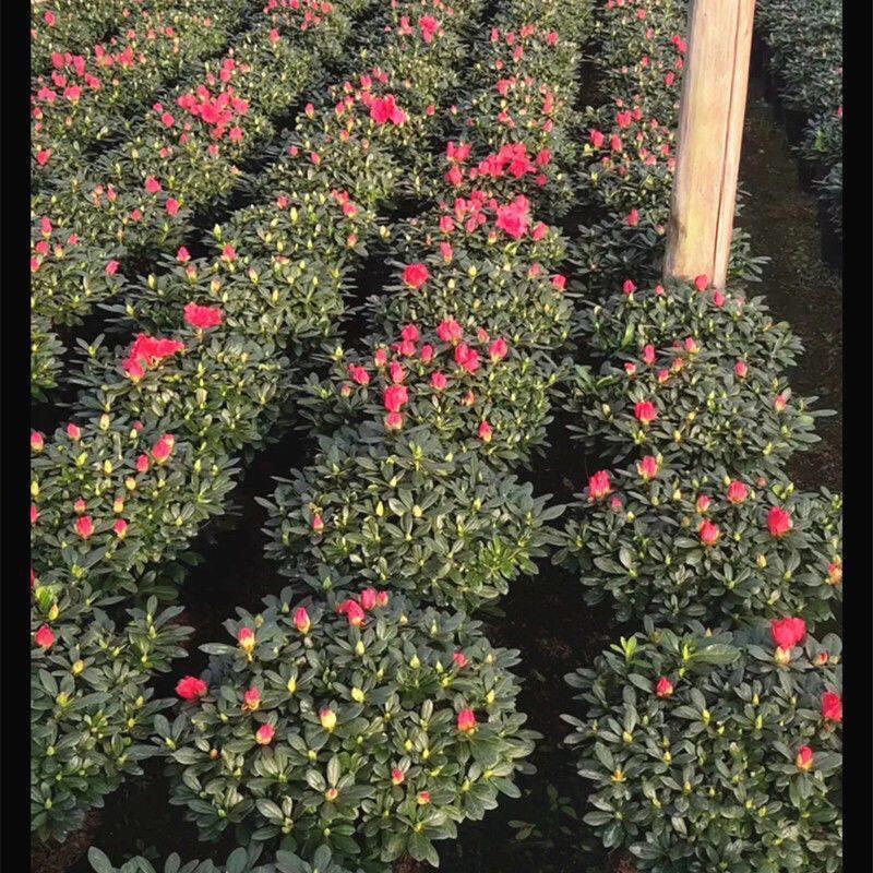 中国红杜鹃花盆栽四季开花年宵花