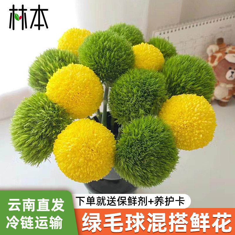 绿毛球石竹鲜花摆盘水培家用插花卉乒乓菊云南基地直发混搭花束真