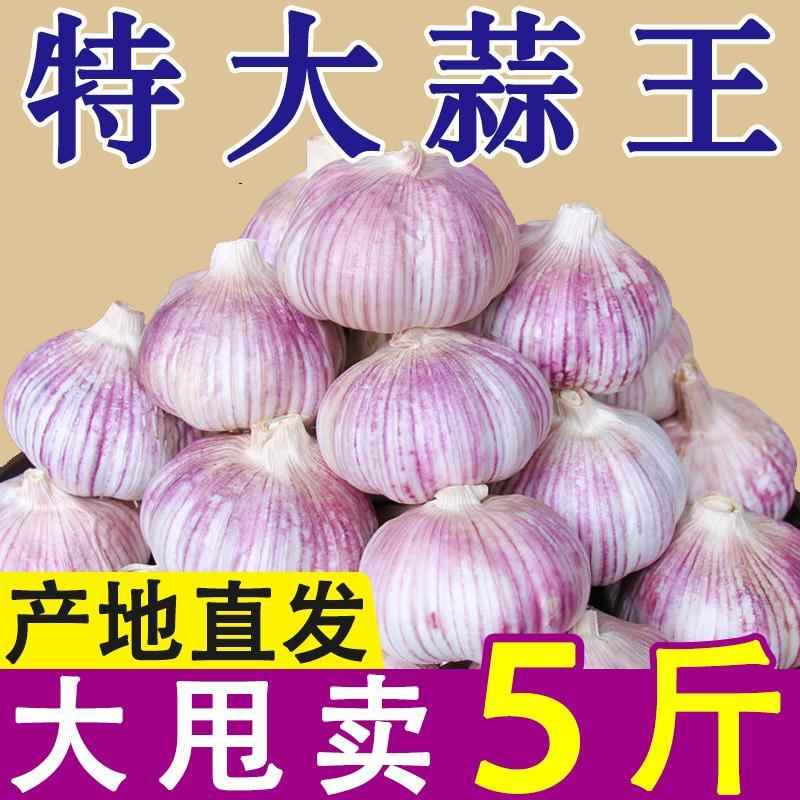 首单直降 新鲜干蒜紫皮大蒜头当季蔬菜特大果蒜籽蒜瓣包邮