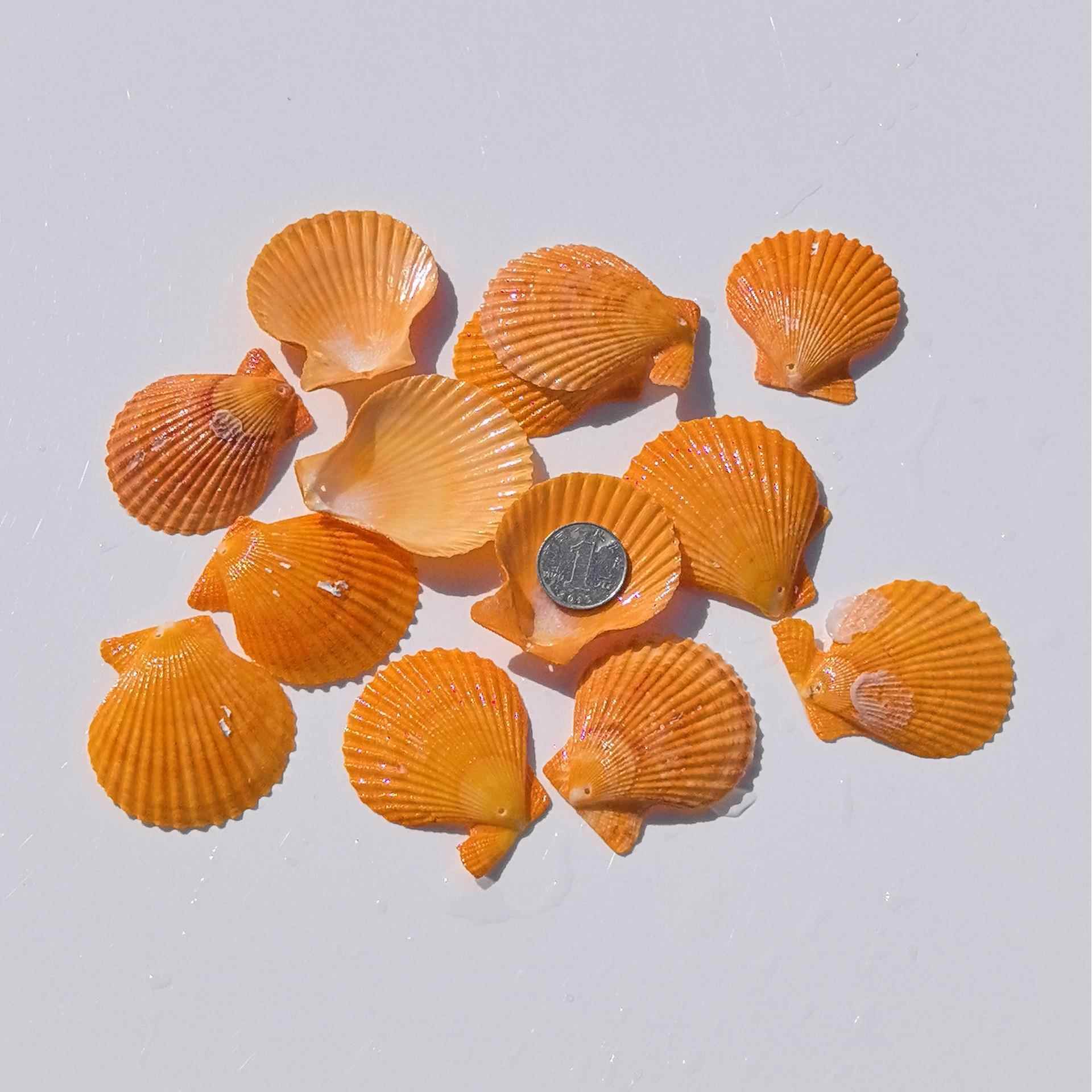 天然海螺贝海星 鱼缸造196景寄居打孔儿蟹童框手工相d壳iy风铃漂
