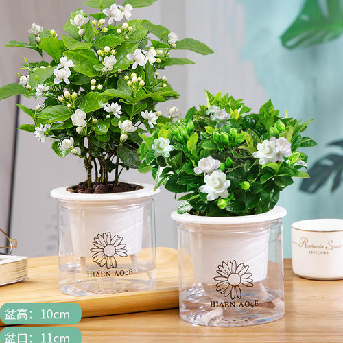 铁海棠盆栽大花虎刺梅水培盆景室内物四季开花卉客厅易活好养
