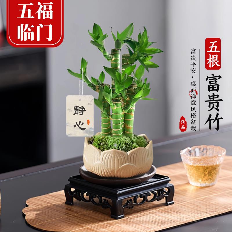 【五福临门】五根富贵竹盆栽中式禅意绿植物办公室内步步高升