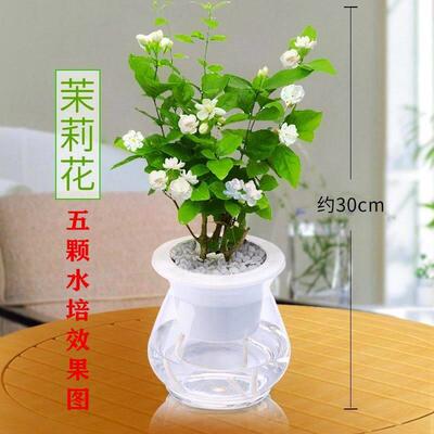 Jasmine potted plant indoor balcony flowers bonsai mosquito