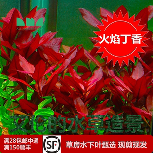 底鲁宾水火焰叶 下叶红很水草红紫红丁香丁香艾伦造景草后景