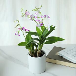 泼墨石斛兰盆栽花苗室内阳台办公室好养多年生植物秋石斛花带花苞