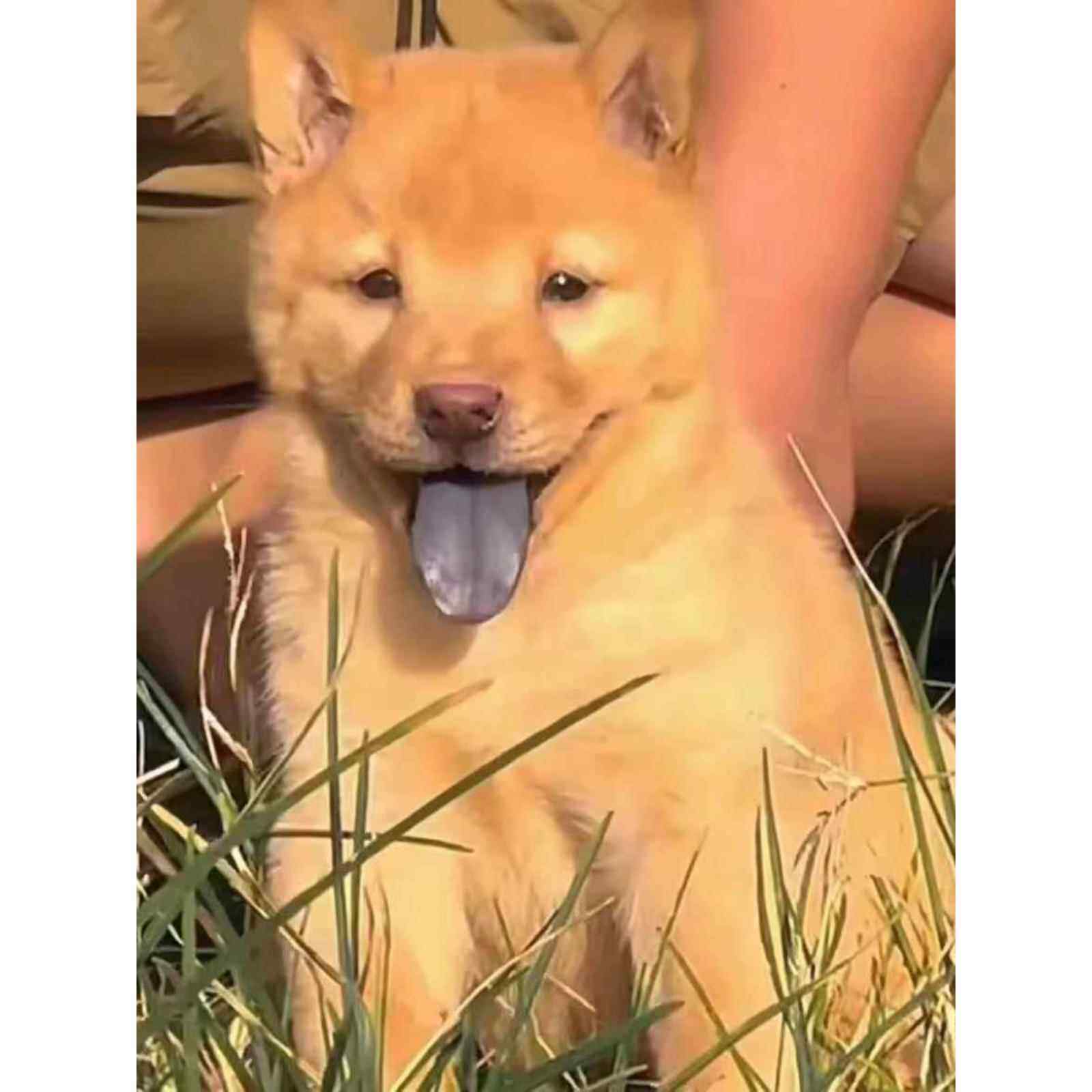 黄狗中华田园犬广西土猎狗黄色土猎犬黄狗猎犬大黄狗黄色土猎幼犬