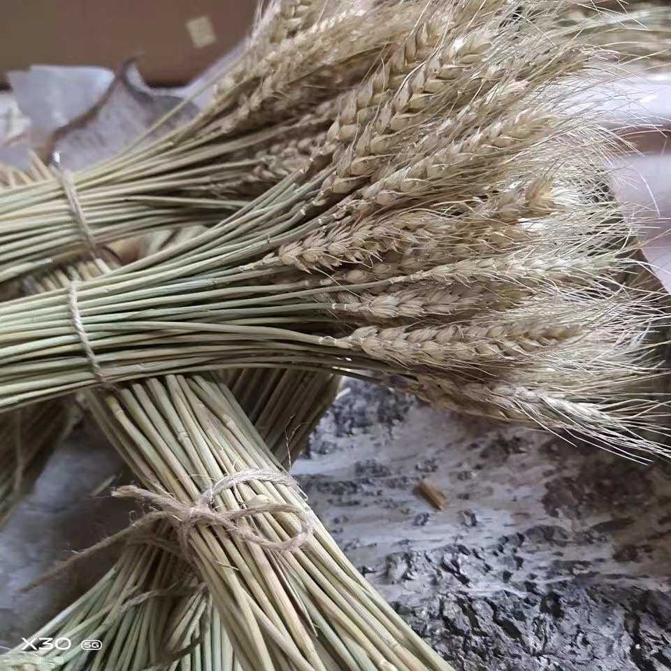 田园干花开业场景拍照植物道具场景原色仿真自然麦穗大号然花风天