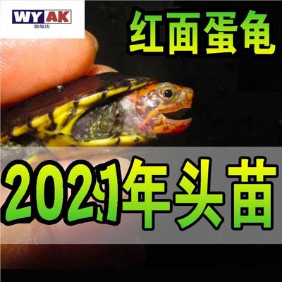 头盔蛋龟红面全品红面红面剃刀麝香果核白唇东方