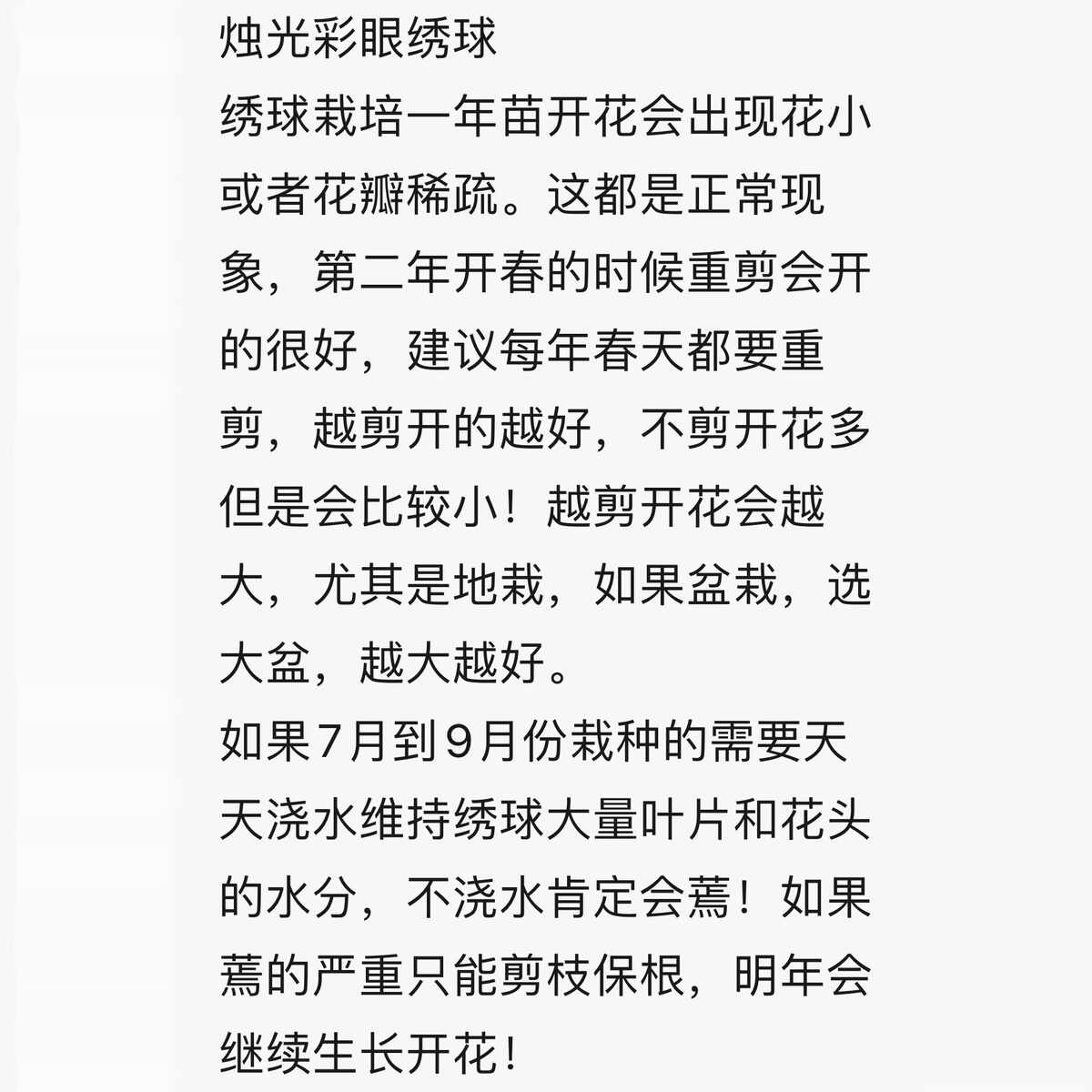 烛光彩眼花冠耐寒木本大花直立圆锥绣球树苗别墅庭院盆栽地栽植物