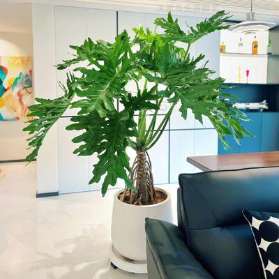 龙鳞春羽老桩春雨绿植室内大型绿植盆栽大型办公室客厅落地式植物